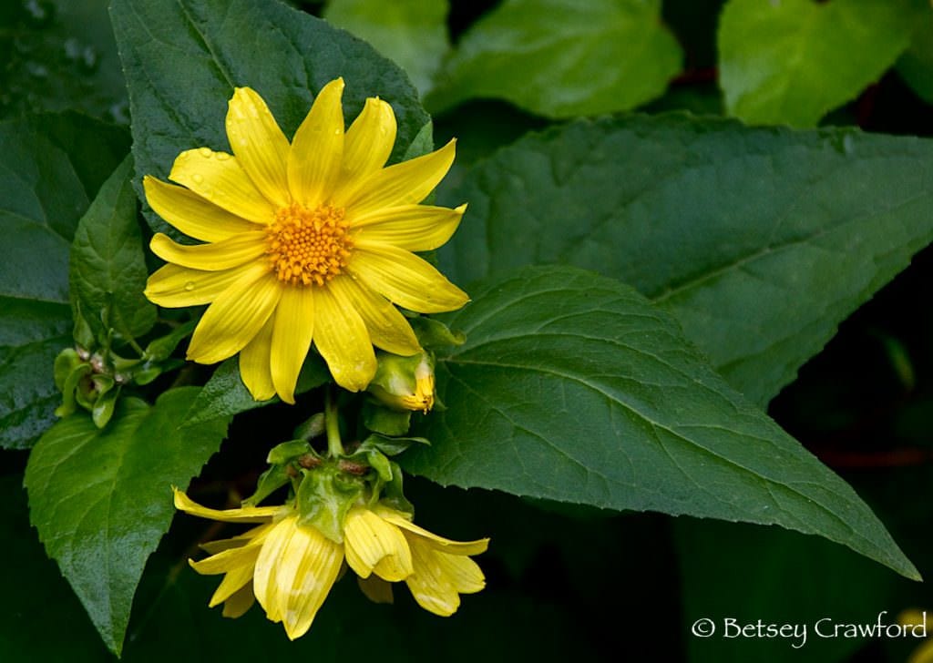 Canyon sunflower (Venegasia carpesoides) taken in Charmlee Wilderness, Santa Monica Mountains, California by Betsey Crawford