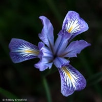 Douglas iris (Iris douglasiuna) on Ring Mountain, Tiburon, California by Betsey Crawford