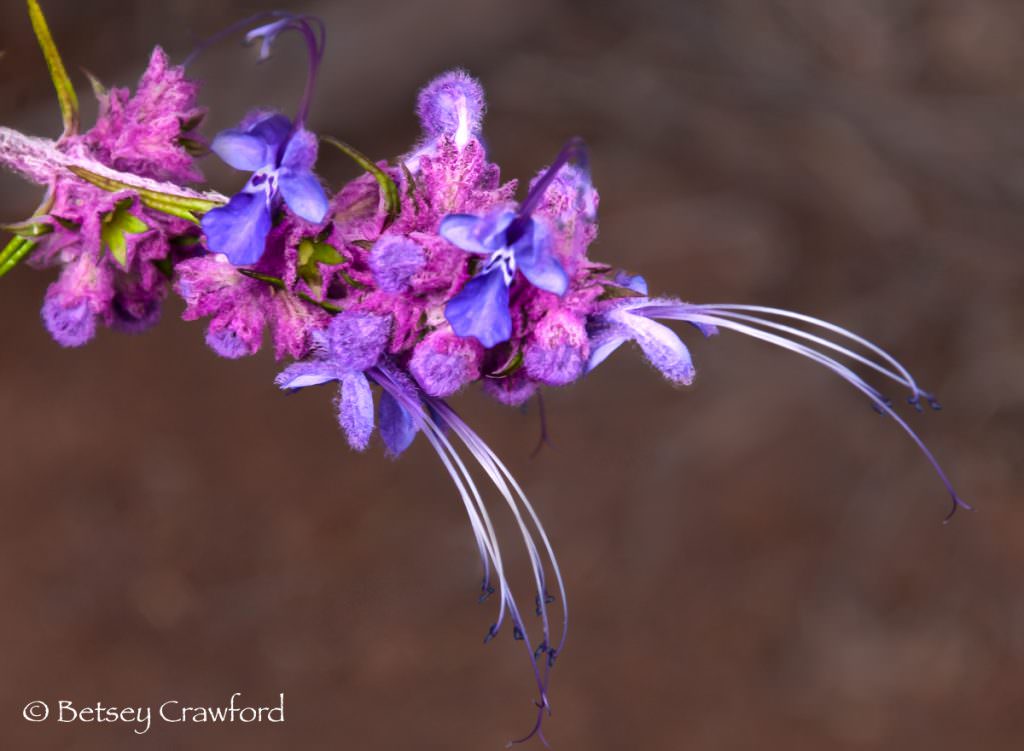 Blue curls (Trichostema lanatum) taken along the Mishe Mokwa Trail, Santa Monica Mountains, California by Betsey Crawford