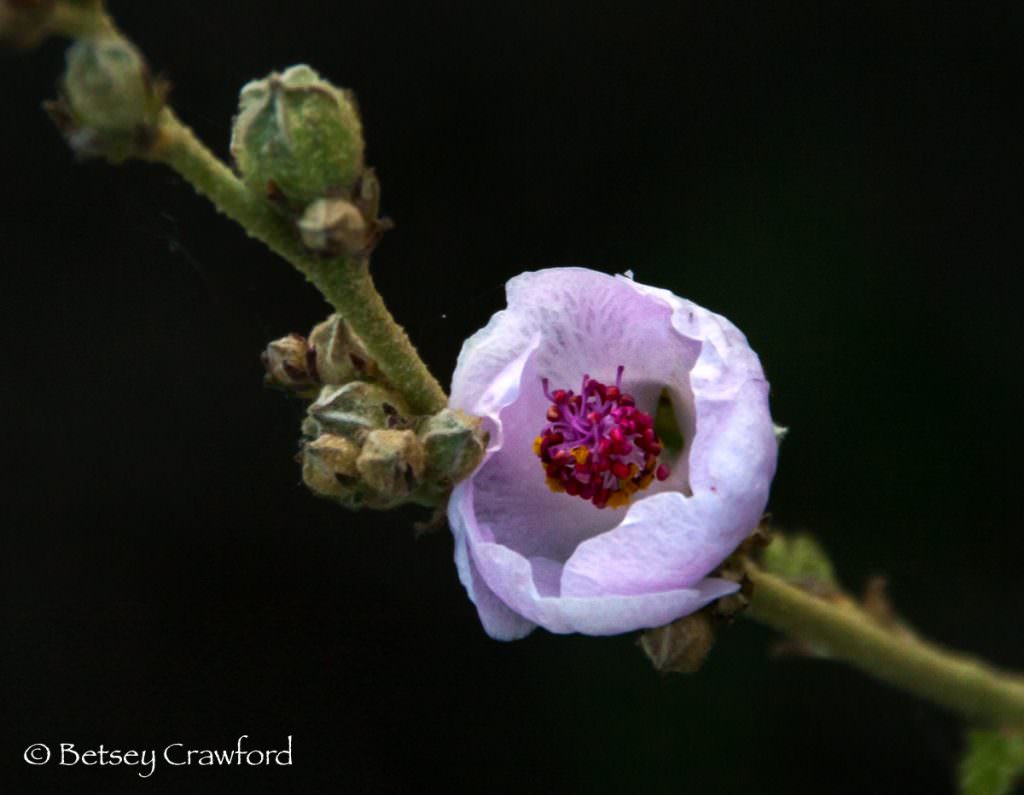 Bush mallow (Malacothamnus fasciculatus) taken in Solstice Canyon, Santa Monica Mountains, California by Betsey Crawford