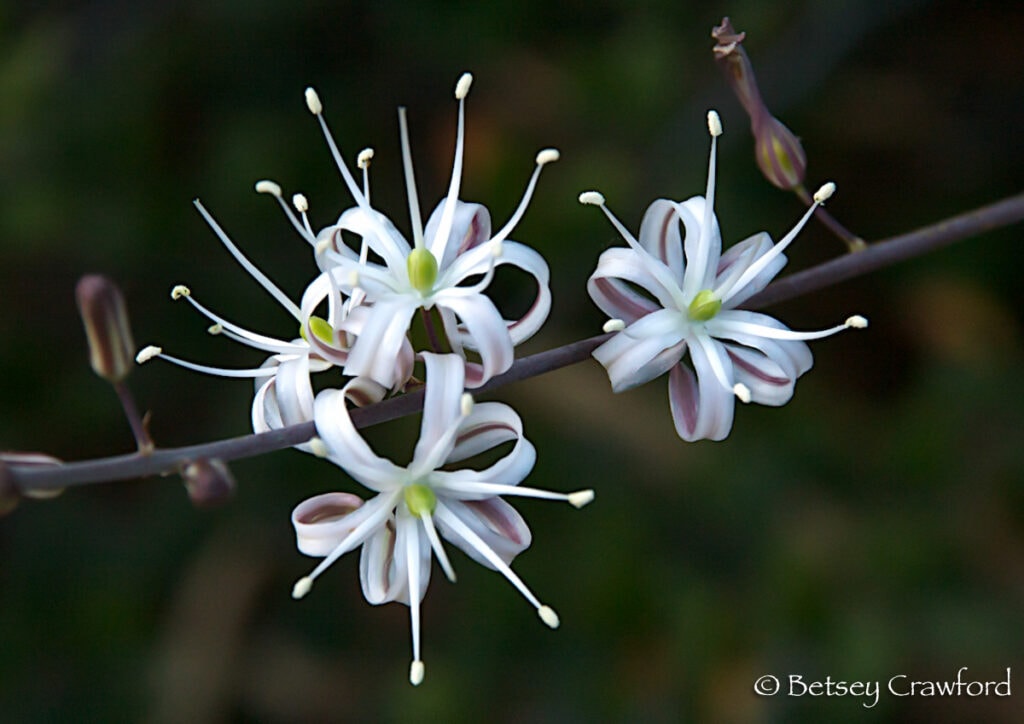 In traditional ecological knowledge soap plant (Chlorogalum pomeridianum) provides food, shampoo, adhesive, brushes. Photo by Betsey Crawford