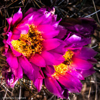 Strawberry hedgehog cactus (Echinocereus steaminess) in Cross Canyon in southwest Colorado by Betsey Crawford