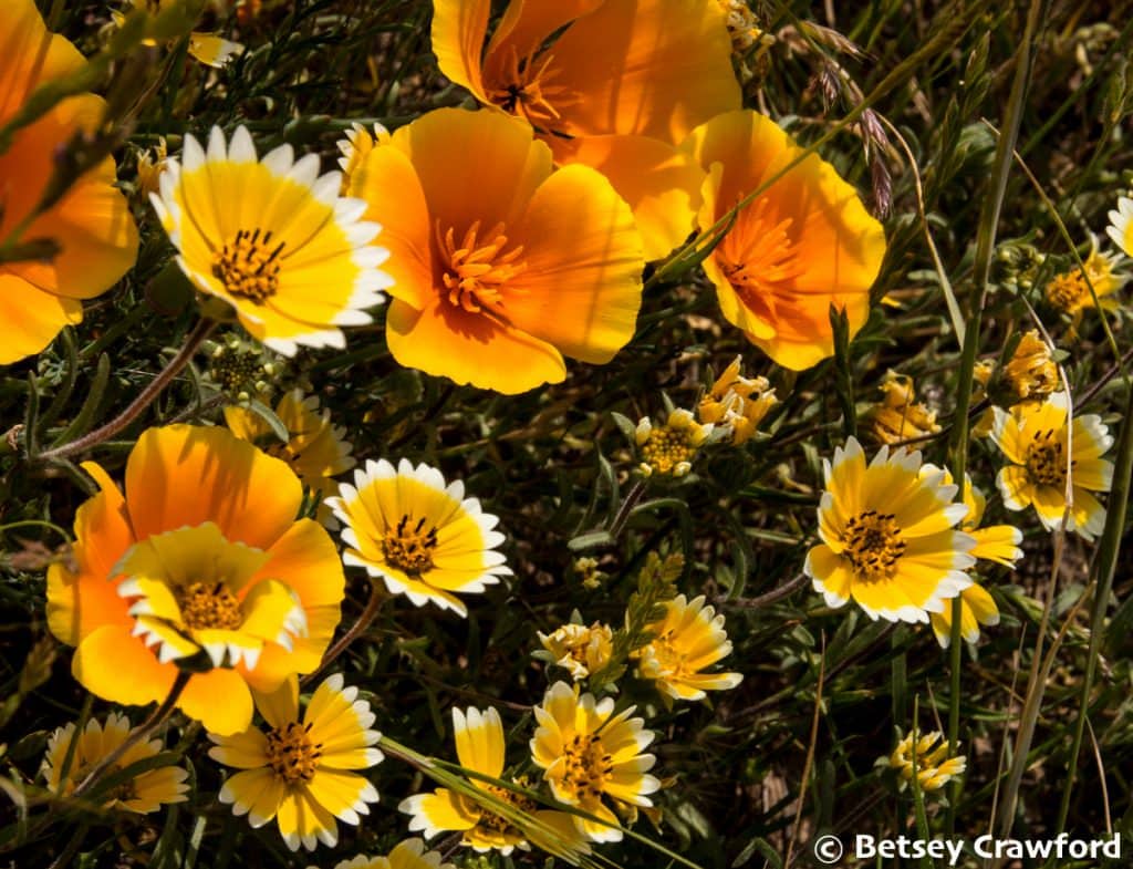 Plant diversity: Tidy tips (Layia platyglossa) and California poppy (eschscholzia californica) on Ring Mountain in Tiburon, California by Betsey Crawford