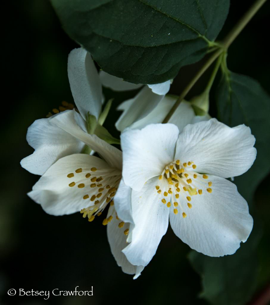 California mock orange (Philadelphus lewisii) white flowered native plants, El Sobrante, California by Betsey Crawford