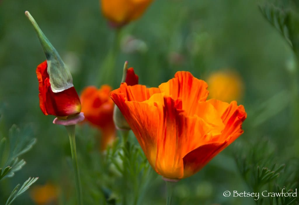 California poppy (Eschscholzia californica) orange native plants, El Soprante, California by Betsey Crawford