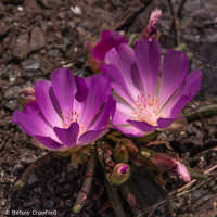 Bitterroot (Lewisia rediviva) on Mount Burdell in Novato, California by Betsey Crawford