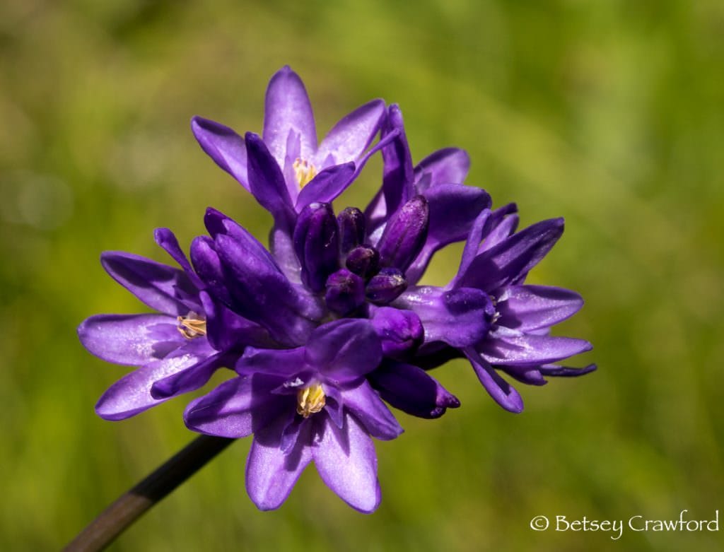 Blue dicks (Dichelostemma capitatum) purple flowered native plants, Novato, California by Betsey Crawford