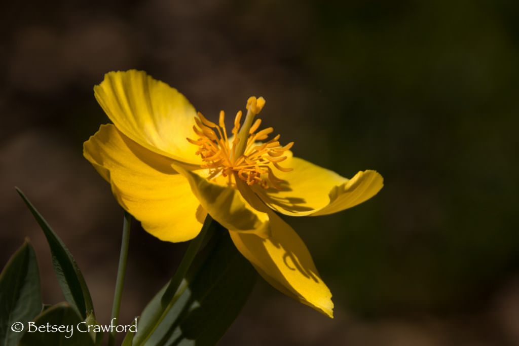 Bush poppy (Dendromecon rigidus) yellow flowered native plants in San Ramon, California by Betsey Crawford