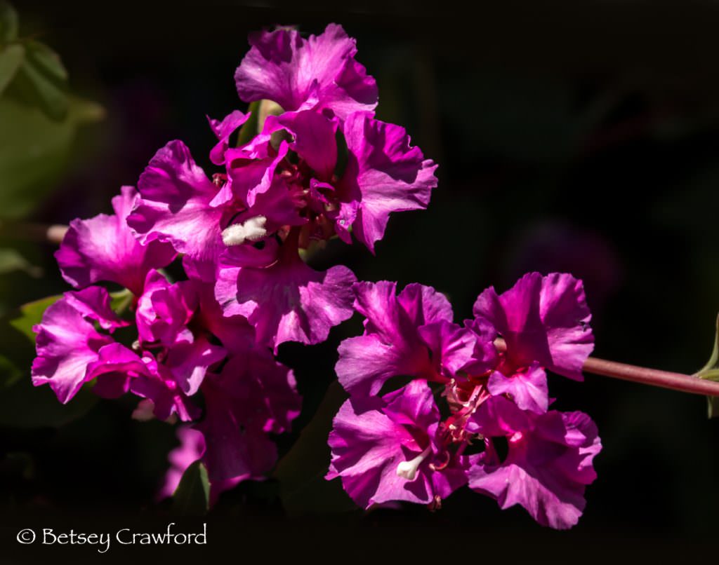 Mt. Garland clarkia (Clarkia unguiculata 'Mt. Garland'), magenta-flowered native plants in Novato, California by Betsey Crawford