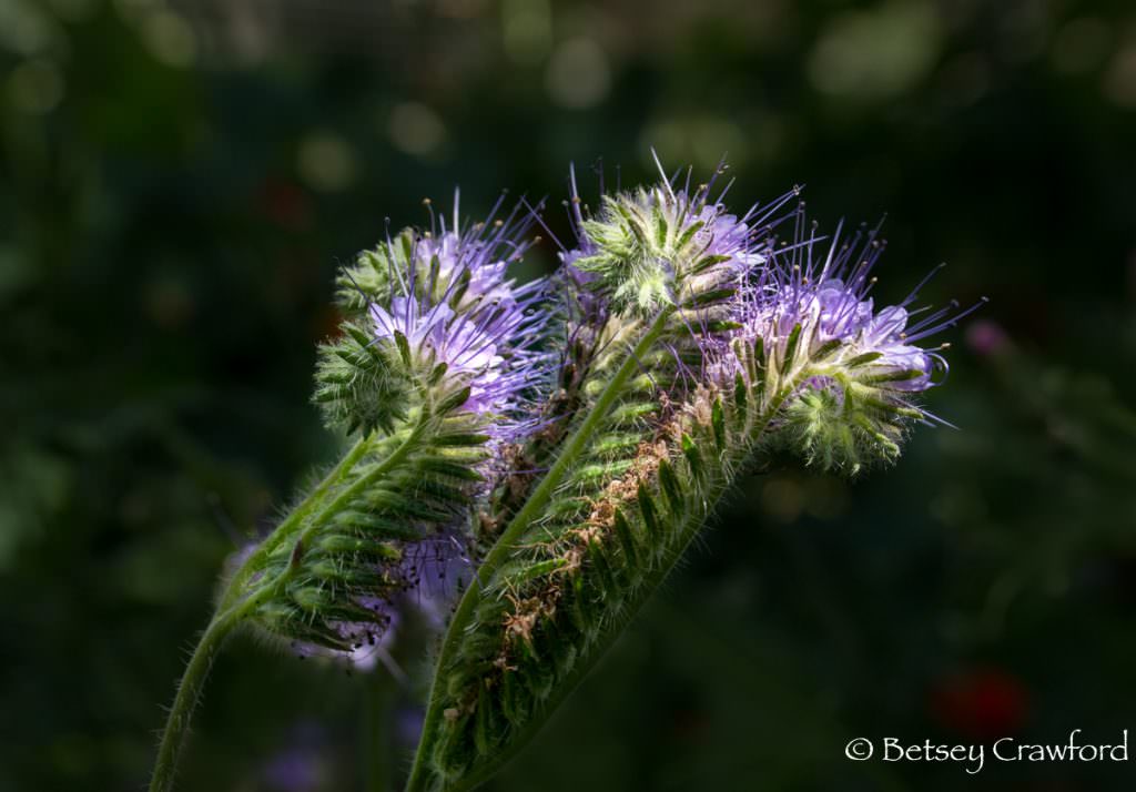 Fern leaf phacelia (Phacelia tancetifolia), purple flowered native plants in Novato, California by Betsey Crawford