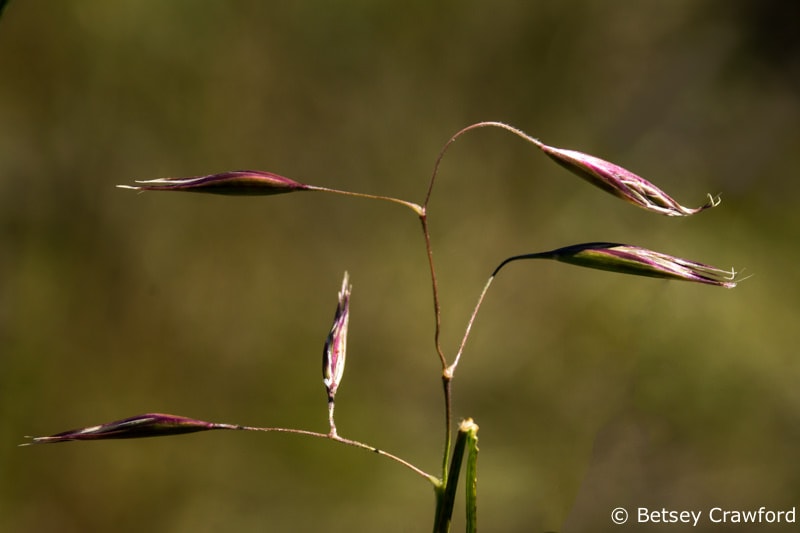 California oat grass (Danthonia californica) Gary Giacomini Open Space bioblitz, Woodacre, California by Betsey Crawford