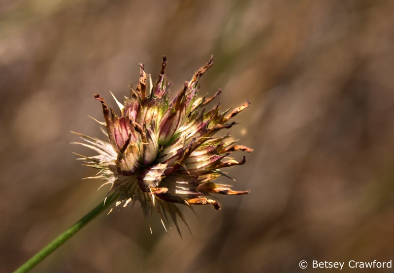 A clover seedhead in the Gary Giacomini Open Space bioblitz, Woodacre, California by Betsey Crawford