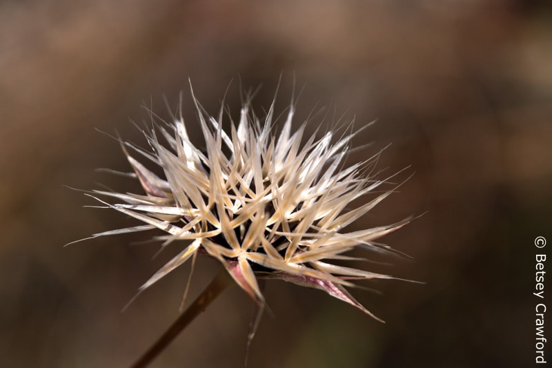 Silver puffs (Uropappus lindleyi) Gary Giacomini Open Space Preserve, Woodacre, California by Betsey Crawford