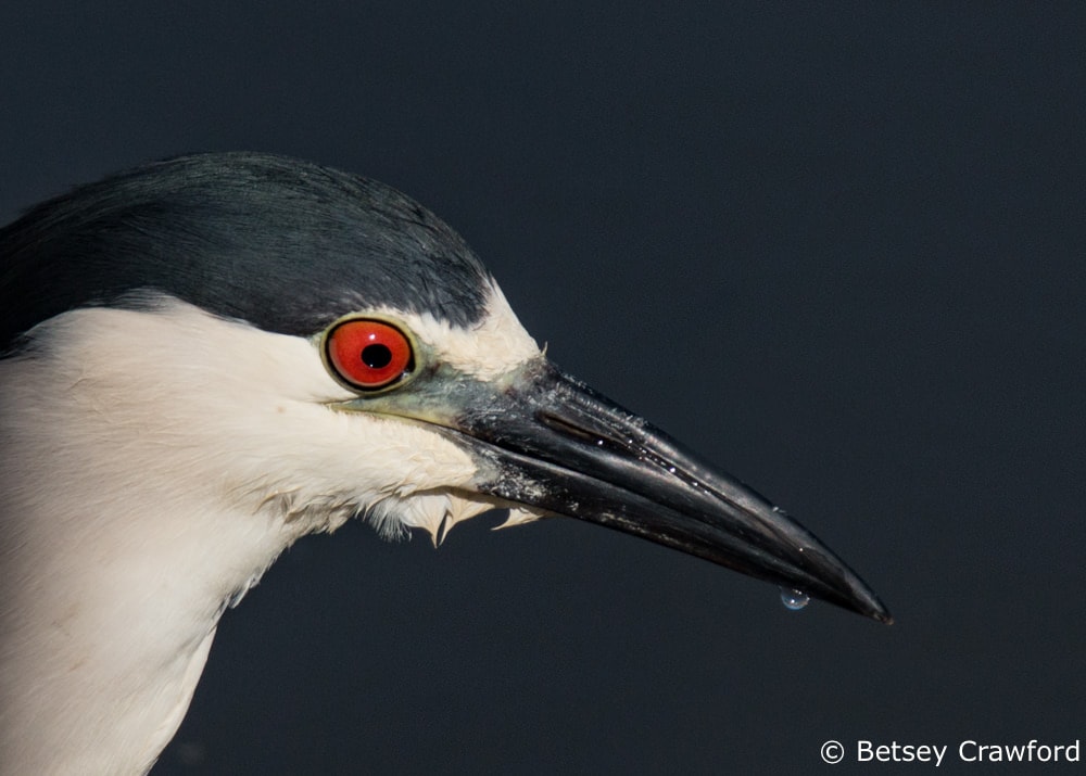 A season of birds-black crowned night heron in Corte Madera Marsh, Corte Madera, California by Betsey Crawford