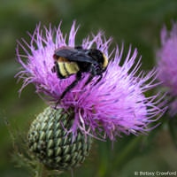 Tall thistle (Cirsium altissimo) and bee, Golden Prairie, Golden City, Missouri by Betsey Crawford