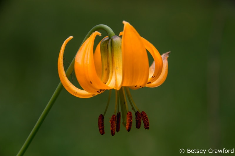 Columbia lily (Lilium columbanium) at a roadside stop in southern British Columbia by Betsey Crawford