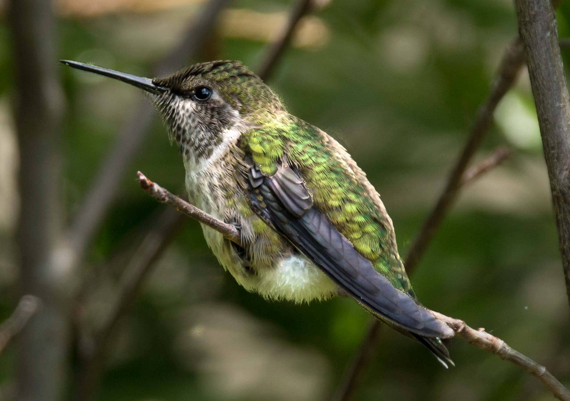 Hummingbird in a native plant garden in Mill Valley, California by Betsey Crawford