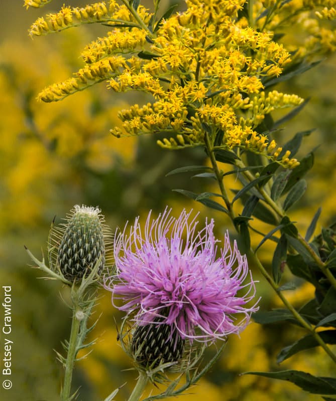Pasture thistle (Cirsium discolor) in a late summer sea of goldenrod (Solidago canadensis) Curtis Prairie, Madison, Wisconsin by Betsey Crawford