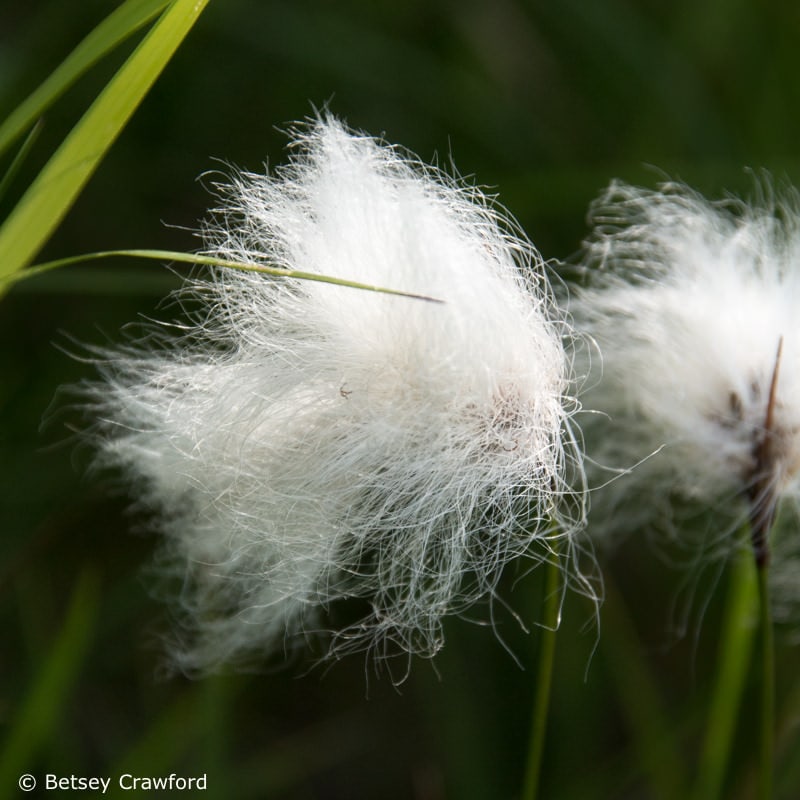 Cotton grass (Eriophorum angustifolium) Single delight (Moneses uniflora) Wynn Nature Center, Homer, Alaska by Betsey Crawford