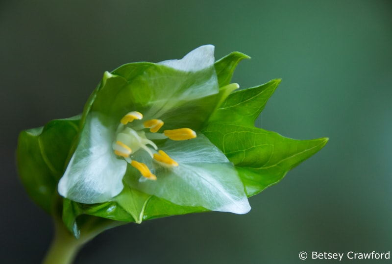 White flowers: Pacific trillium (Trillium ovatum) Blithedale Canyon, California by Betsey Crawford
