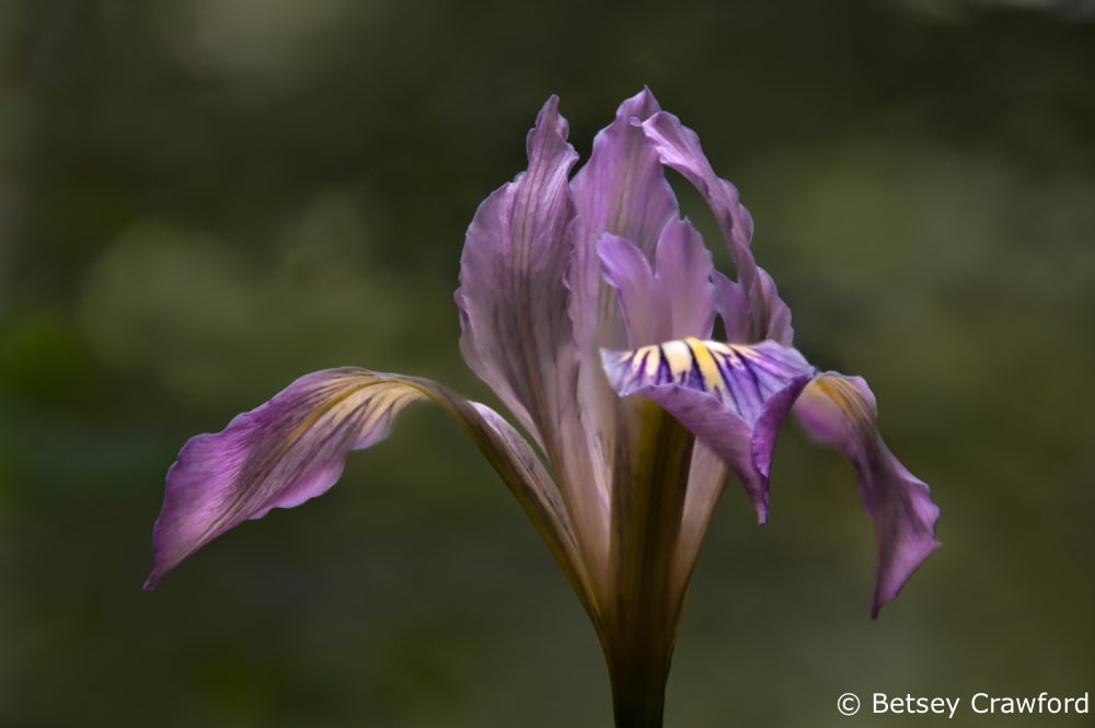 Pacific coast iris (Iris douglasiana) along the Hoo-Koo-e-Koo Trail, Larkspur, California by Betsey Crawford