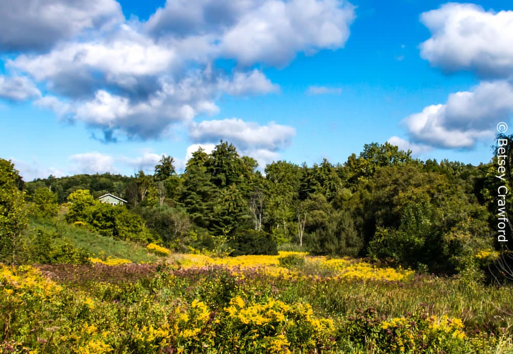 Goldenrod Foraging and Natural Dyeing Workshop with Julia Rose Sutherland -  The Bentway