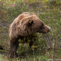 Grizzly bear in Denali National Park, Alaska by Betsey Crawford