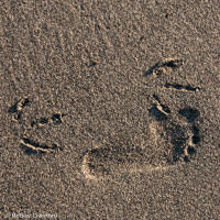 Seagull and human footsteps in the sand in Kenai, Alaska by Betsey Crawford