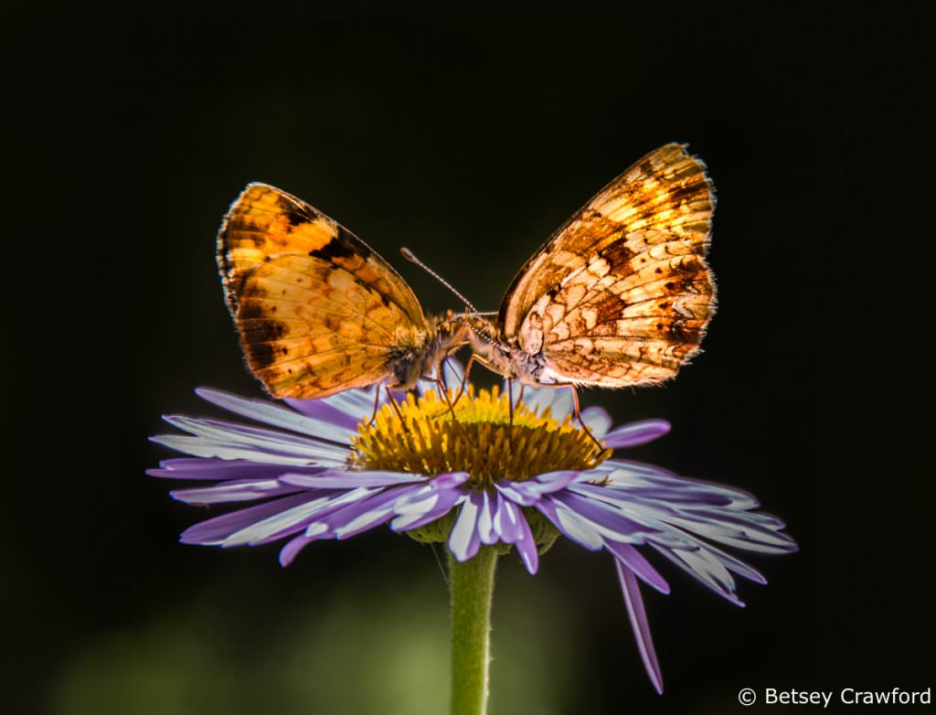 Tall purple fleabane (Erigeron peregrinus) with butterflies in Waterton Lakes National Park in Alberta, Canada by Betsey Crawford