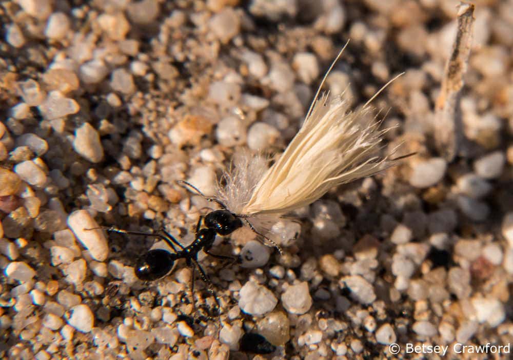 An ant carrying a seed head in the Anza Borrego Desert by Betsey Crawford