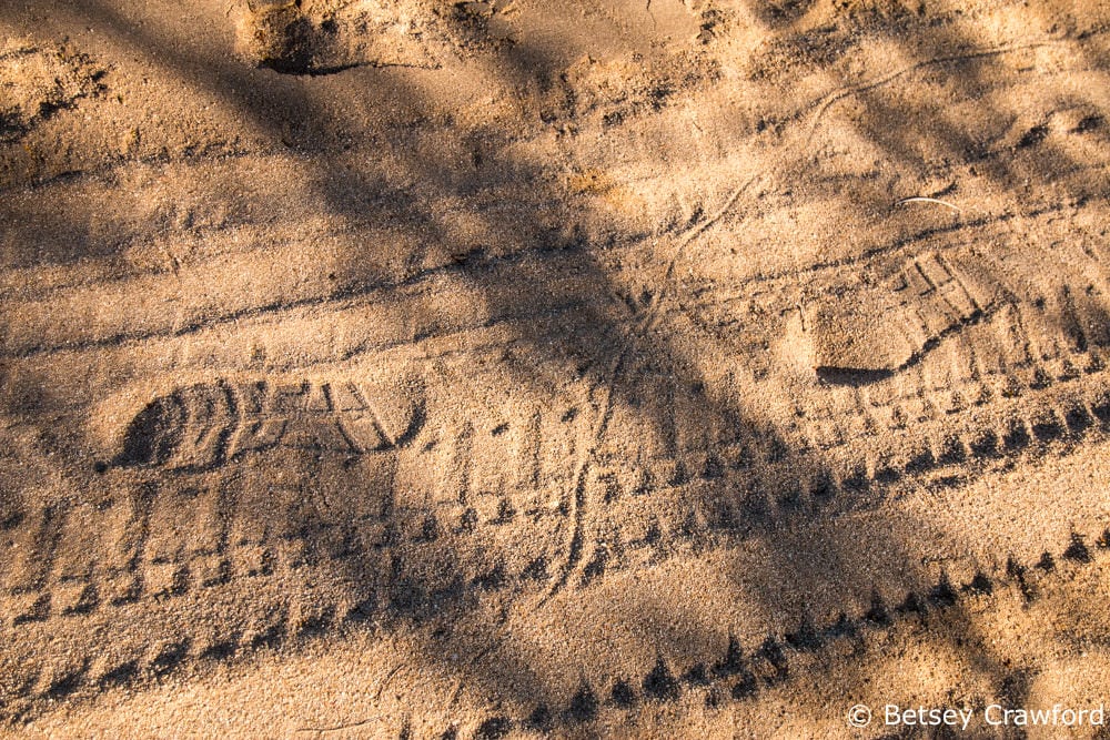 Desert wildlife--various footprints in the desert at Ocotillo Wells in the Anza Borrego Desert by Betsey Crawford