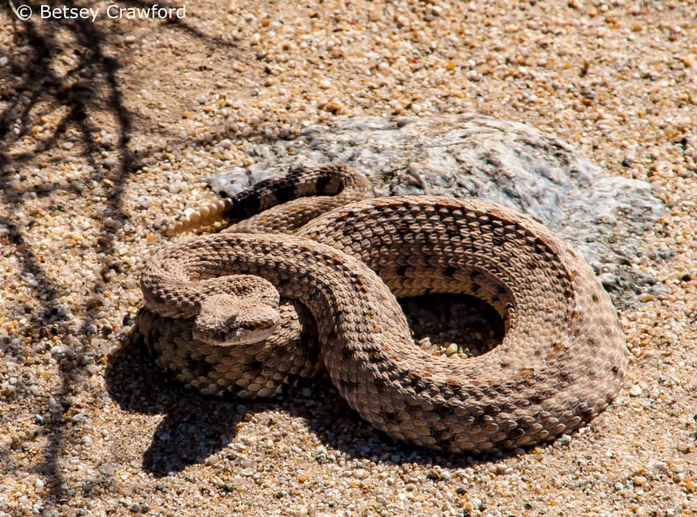 Desert wildife--a rattlesnake at Ocotillo Wells in the Anza Borrego Desert By Betsey Crawford