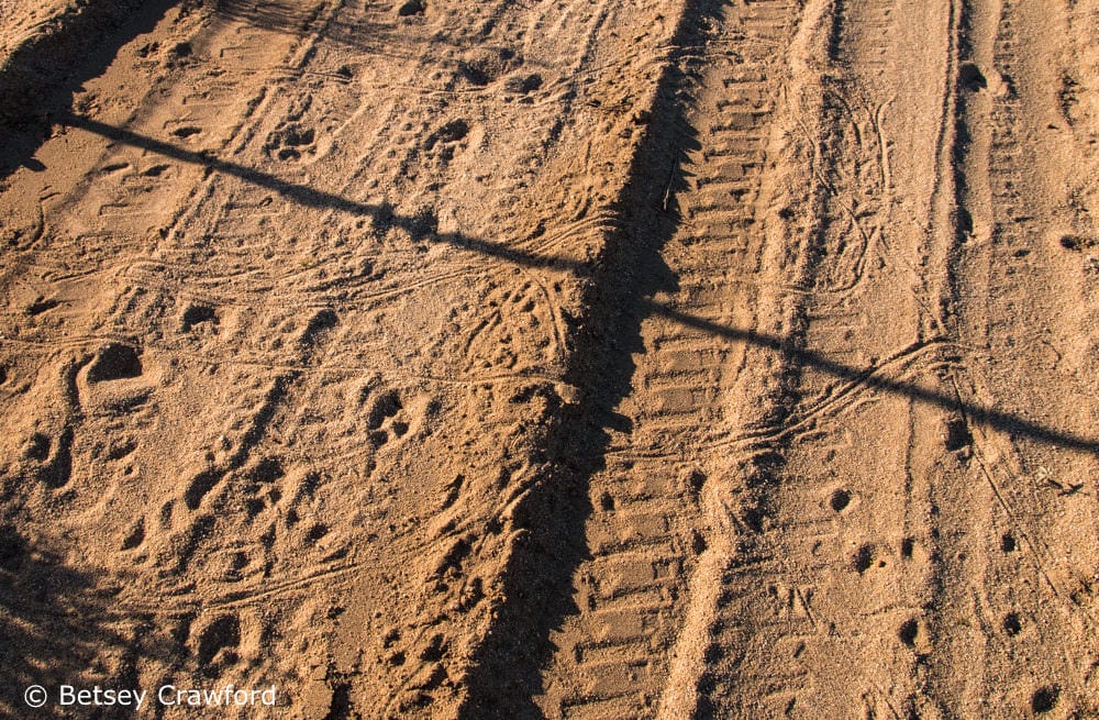 Desert wildlife--a variety of animal and human tracks in the desert at Ocotillo Wells in the Anza Borrego Desert by Betsey Crawford