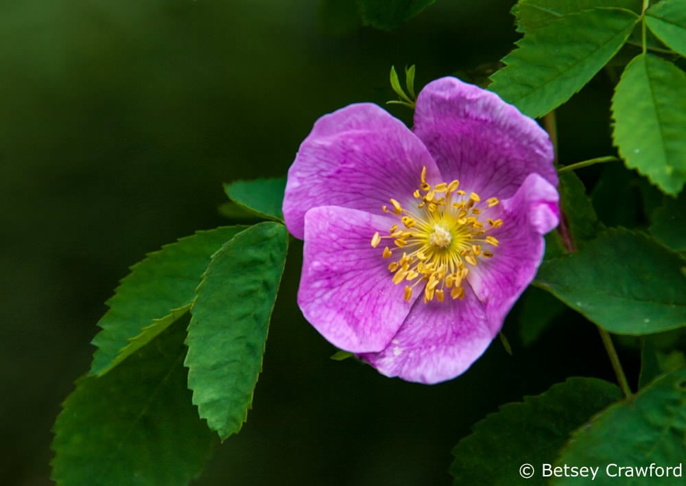 Idaho wildflowers-a wild rose (Rosa woodsii) taken in Coeur d'Alene, Idaho by Betsey Crawford