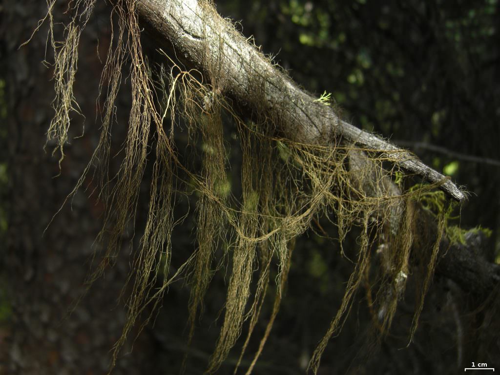 Edible horsehair lichen, or wila (Bryoria fremontii) Peyto Lake, Banff, Alberta. Photo by Jason Hollinger via Creative Commons