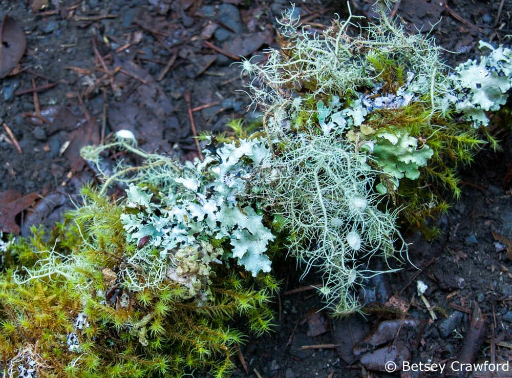 Lichen has a third partner and is saving the earth - The Soul of the Earth