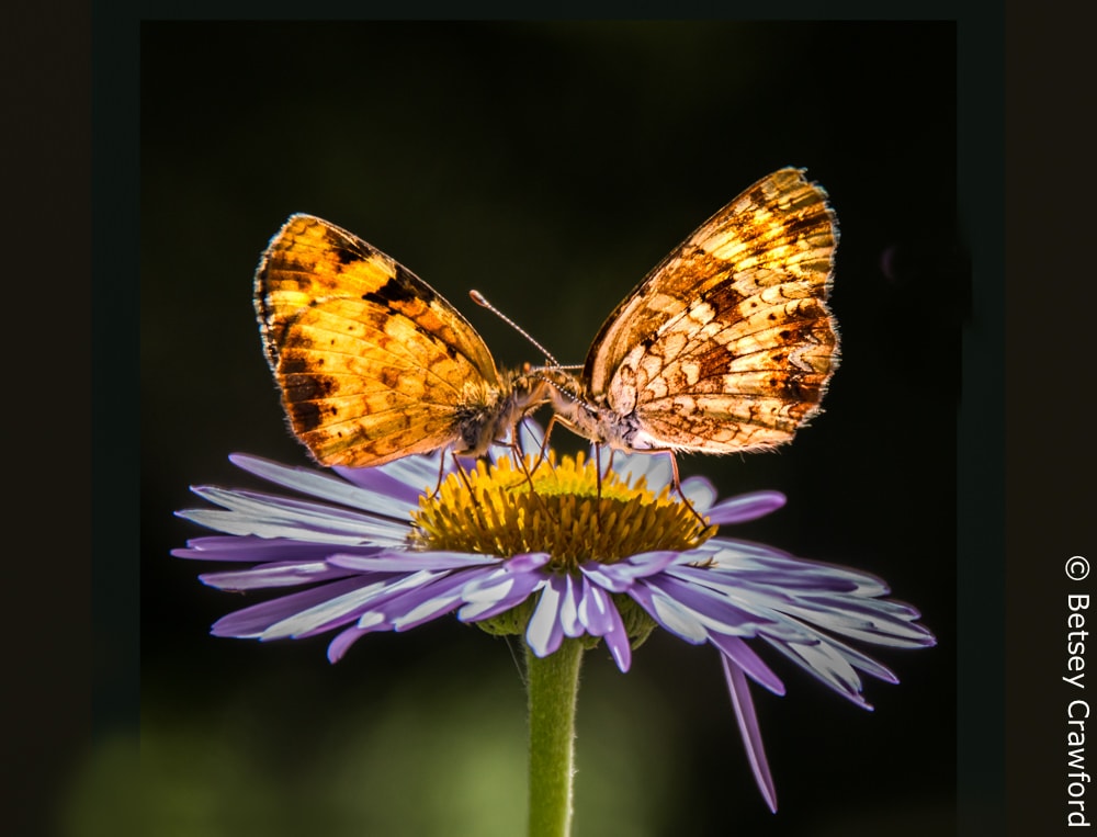 Tall purple fleabane (Erigeron peregrinus) with two butterflies in Waterton Lakes National Park in Alberta, Canada by Betsey Crawford