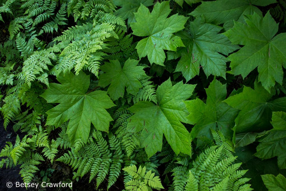 Maple leaves and ferns in the forest on Peterson Bay, Homer, Alaska