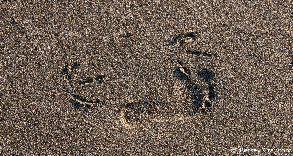 Celebrating the Season of Creation: human and gull footprints on the beach in Kenai, Alaska by Betsey Crawford