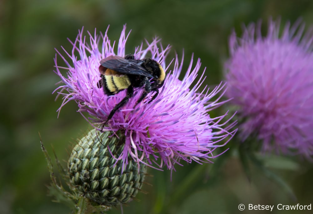 Prairie thistle (Cirsium discolor) with pollinating bee, Curtis Prairie, Madison, Wisconsin by Betsey Crawford