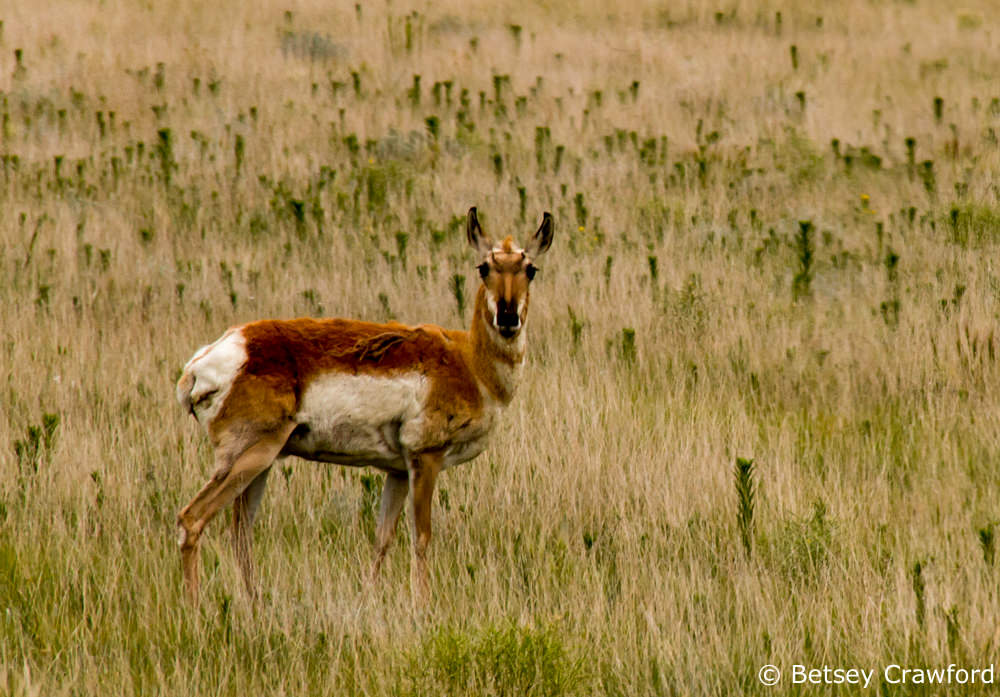 Pronghorn antelope (Antilocapra americana) in the Pawnee National Grasslands by Betsey Crawford