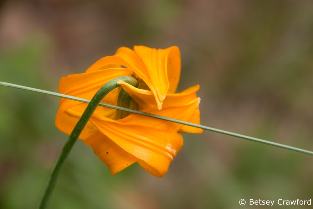 The power of centration delightfully displayed by these curving petals of columbia lilly (Lilium columbianum) along the road in southern British Columbia by Betsey Crawford