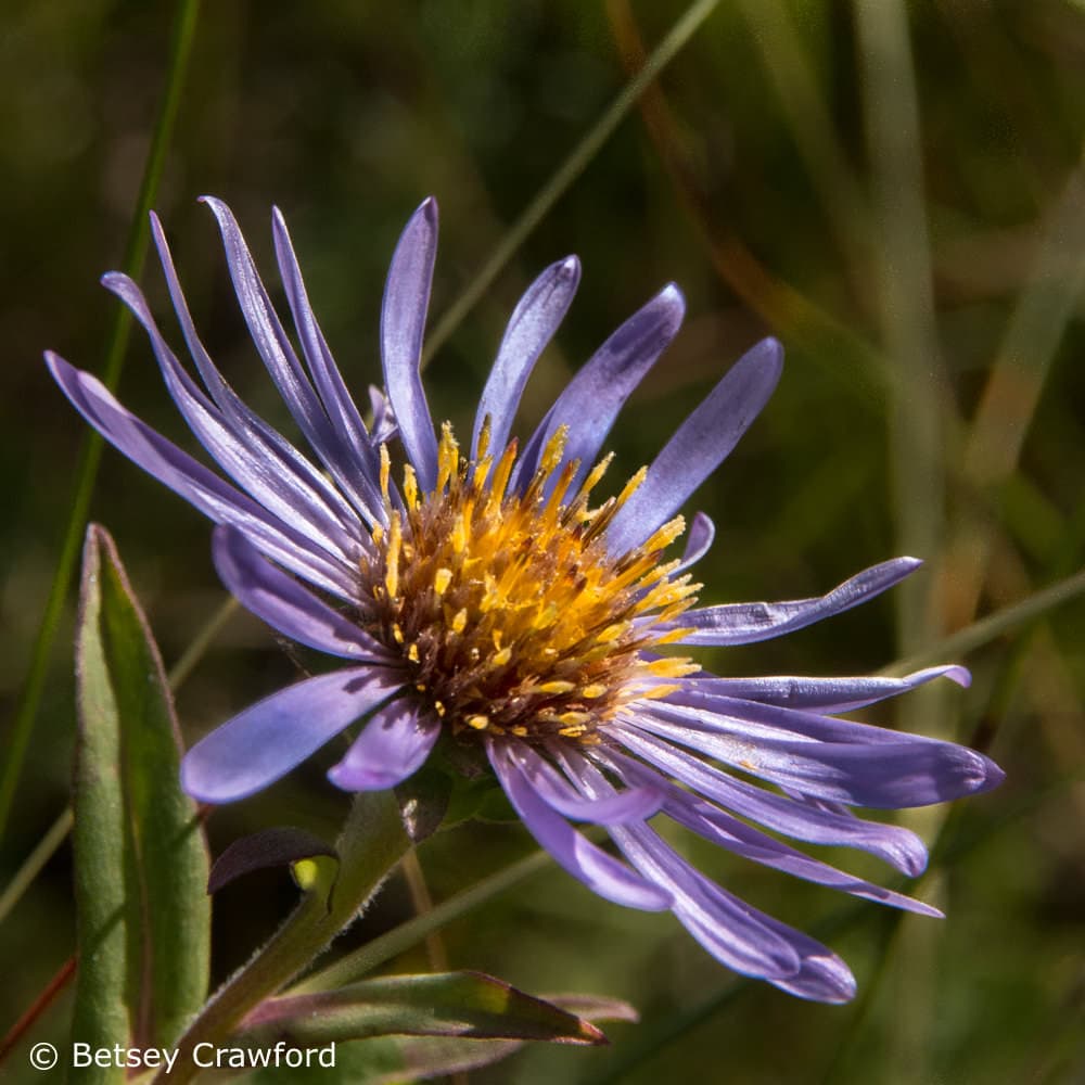 The power of centration is obvious in this siberian aster (Aster sibiricus) along the road in Alaska by Betsey Crawford