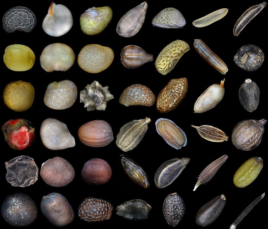 The Brilliance Of Seeds The Soul Of The Earth