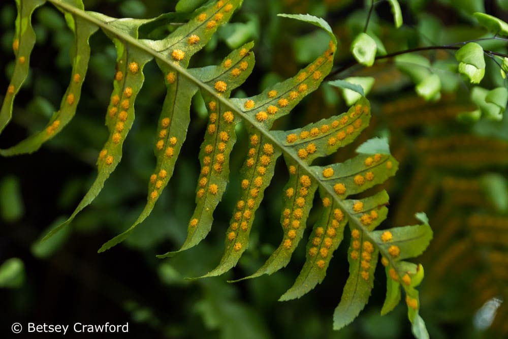 The underside of a fern dotted heavily with spores. Photo by Betsey Crawford