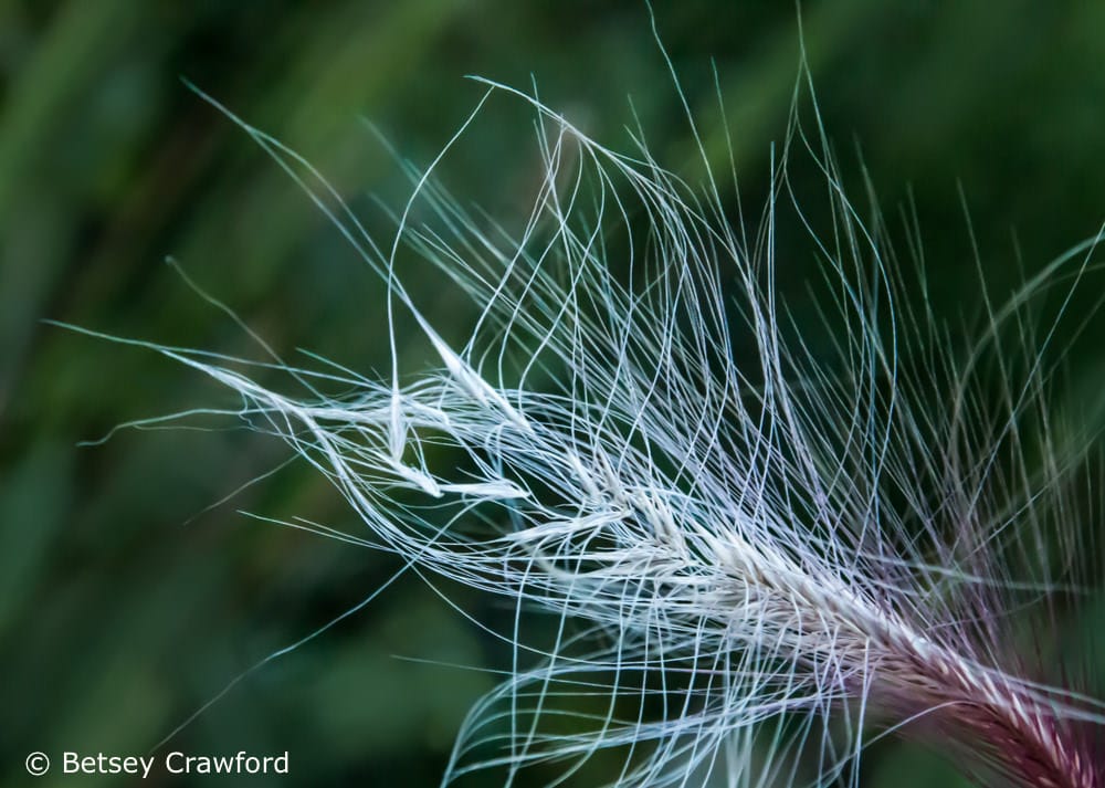 The seeds of foxtail grass (Hordeum jubatum) bring to break off from their stalk. Photo by Betsey Crawford