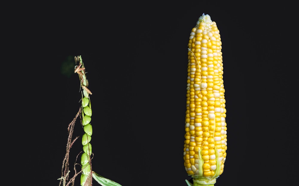 Teosinte, the ancestor of corn, is pictured with its modern progeny. Photos by Matt Levin and CSKK