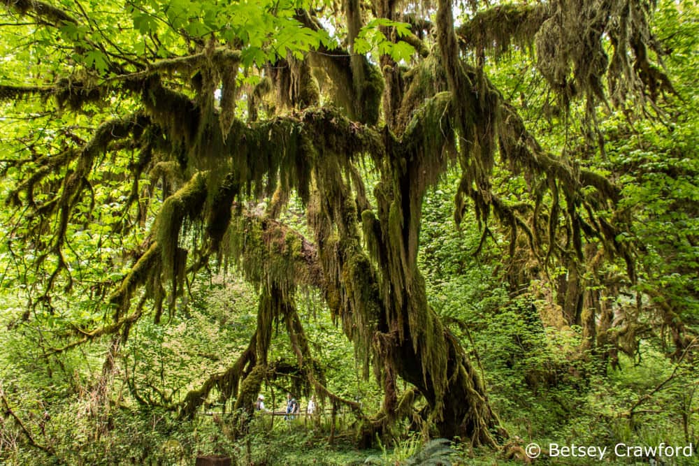 Moss and lichen covered tree in the Hoh Rainforest on the Olympic Peninsula in Washington by Betsey Crawford