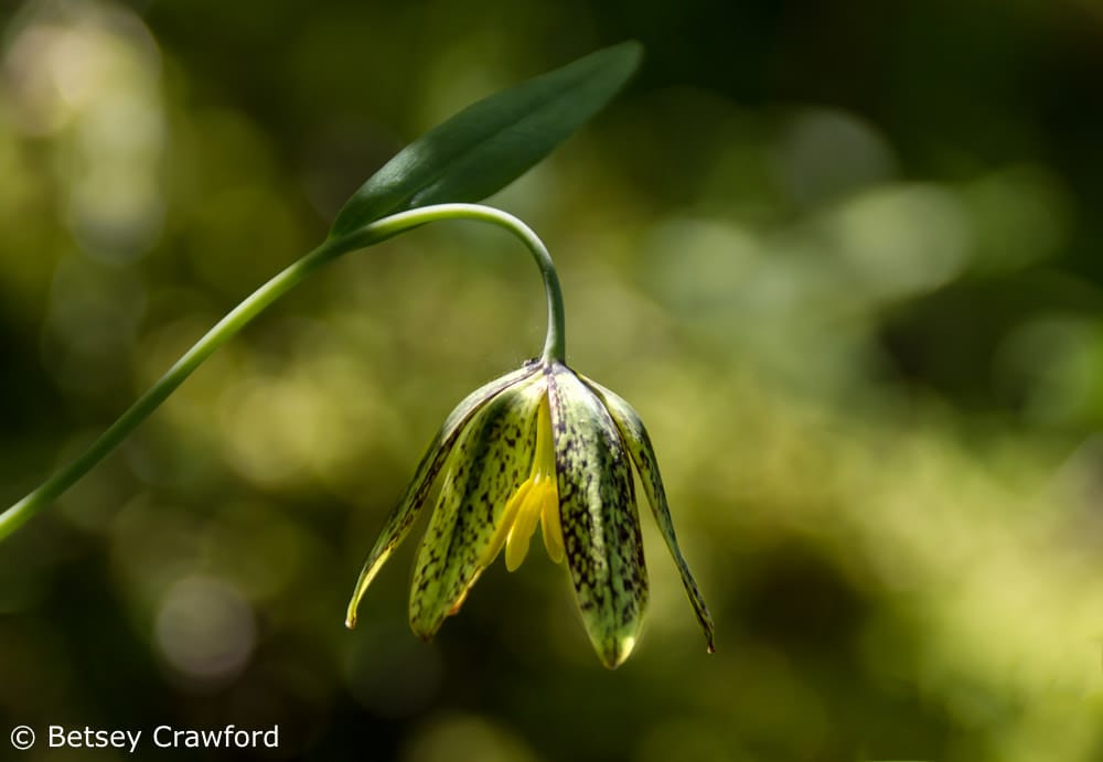 Chocolate lily (Fritillaria affinis) on Tubbs Hill, Coeur d'Alene, Idaho by Betsey Crawford