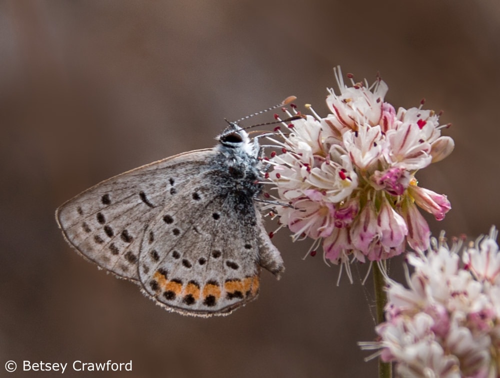 Gorgon copper butterfly (Lycaena gorgon) on California buckwheat (Eriogonum fasciculatum) Ring Mountain, Tiburon, California by Betsey Crawford